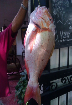 Cabarete Fish